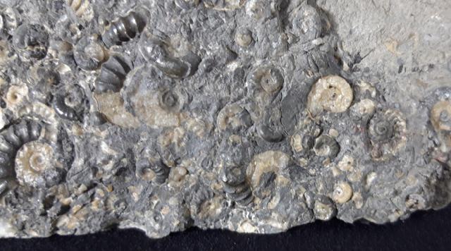 Promicroceras sp. SPATH 1925, Cymbites sp. (NEUMAYR 1878) & ?Gagaticeras sp. BUCKMANN1913 - Bild © FossNet FossilienStore